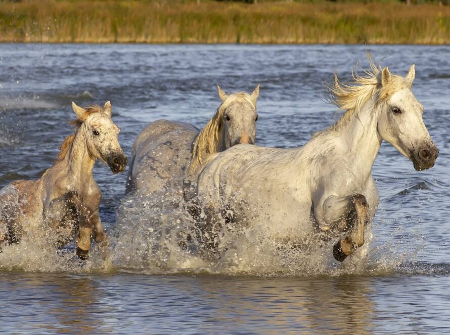 workshops paarden