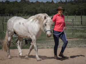 Franse Camargue dekhengst Frederico