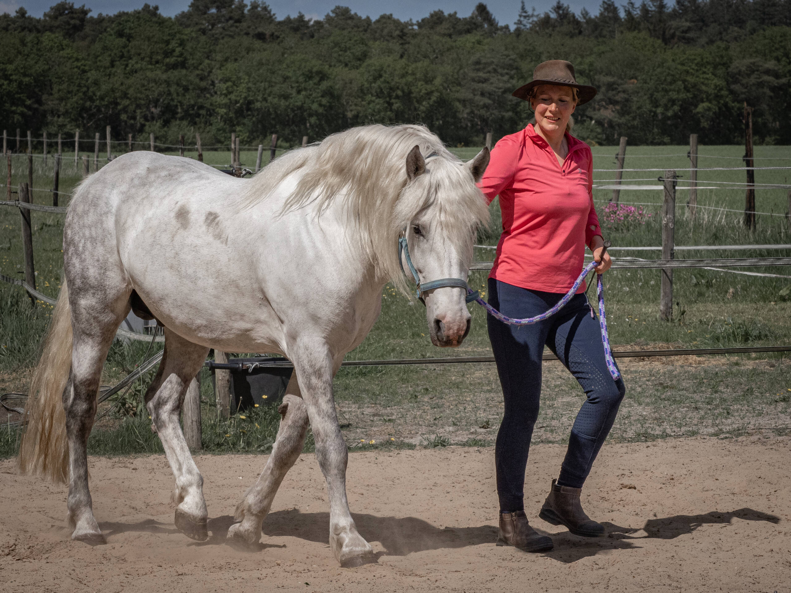 Franse Camargue dekhengst Frederico