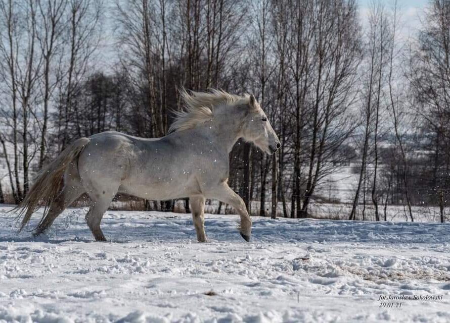 Camargue kruising
