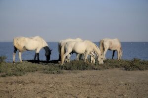 camargue paarden