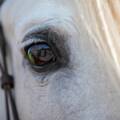 De kracht van paardencoaching bij hoogbegaafdheid: steun, inzicht en verbinding